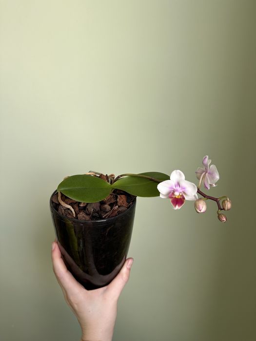 Орхідея на обмін