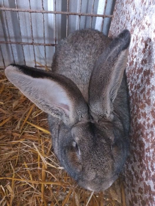 Sprzedam samca belga