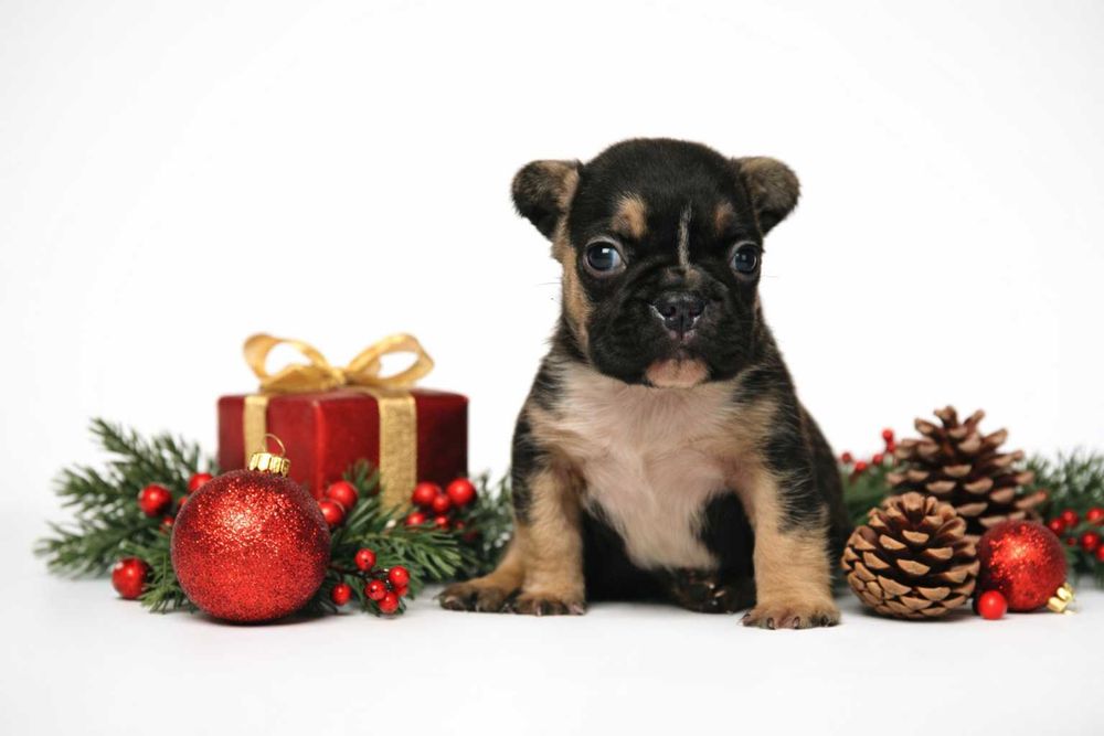 Французький бульдог щенята чорного з підпалами забарвлення