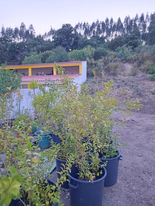 Vedação viva, lote 35 arbustos, Ligustrum japonicum, jovens e podados