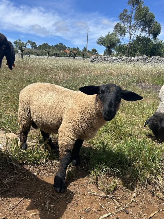 Ovelhas suffolk