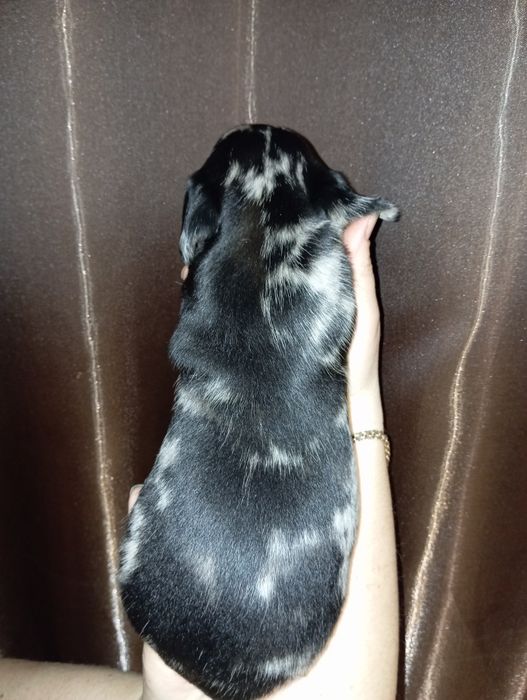 Продам  цуценят  такси