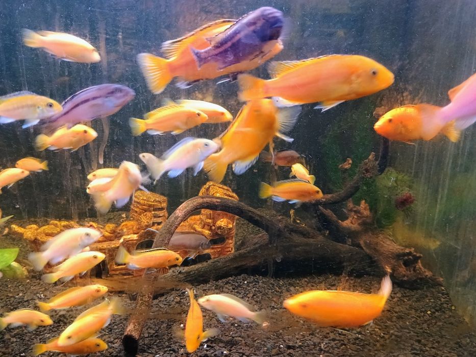 Малавійські цихліди