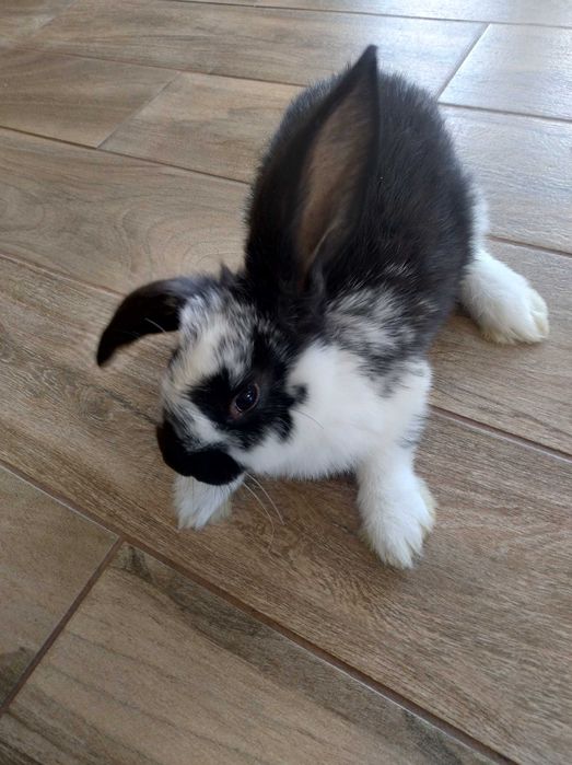 Króliki króliki czarne