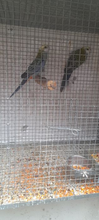 Casal Roselas Adscitus