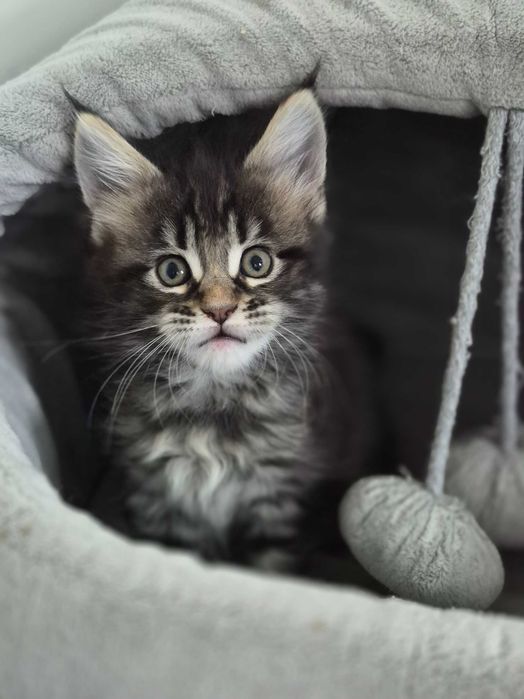 Klopsik kocurek Maine Coon