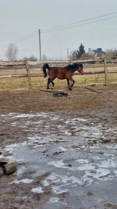 Klacz huculska hucuł