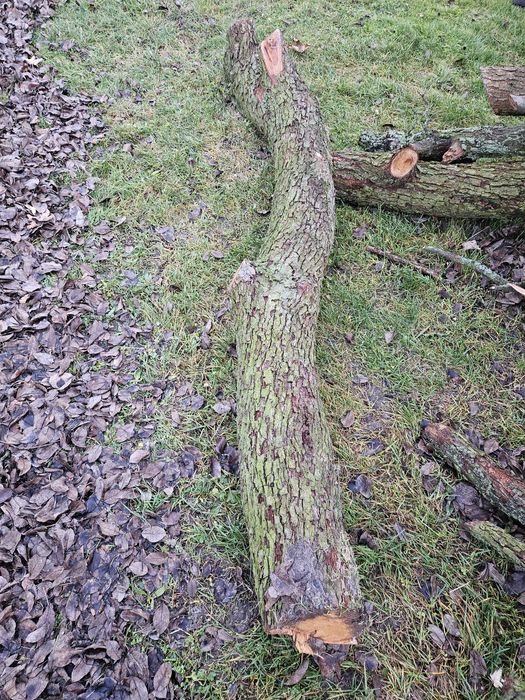 Drzewo na sprzedaż Gruszka