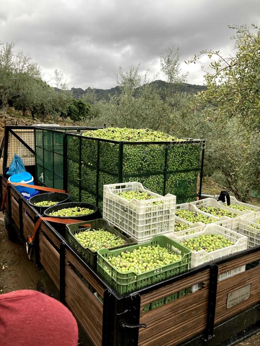 Azeite Biológico de Trás-os-Montes – Garrafão 5L | Produção Própria | Entrega na zona do Porto