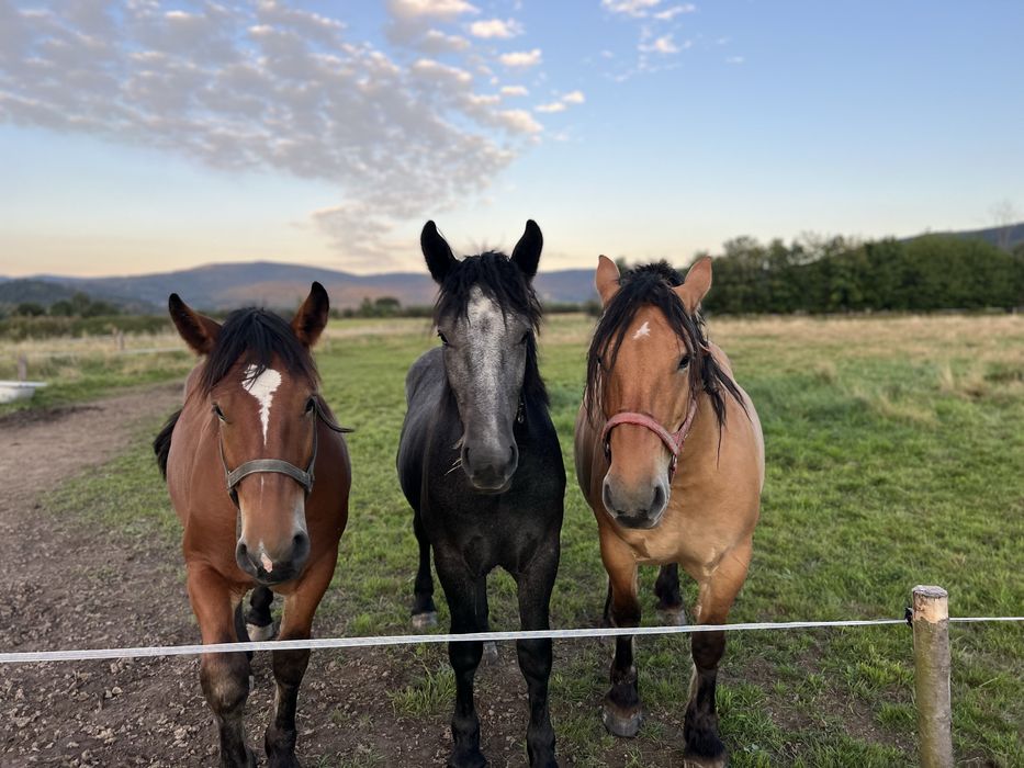 Ogier zimnokrwisty  klacz kobyła i źrebie