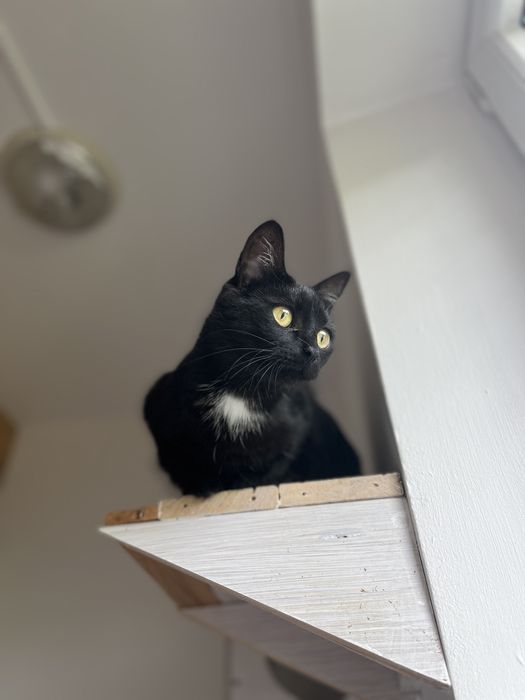 KLIMEK - dama w białym krawacie