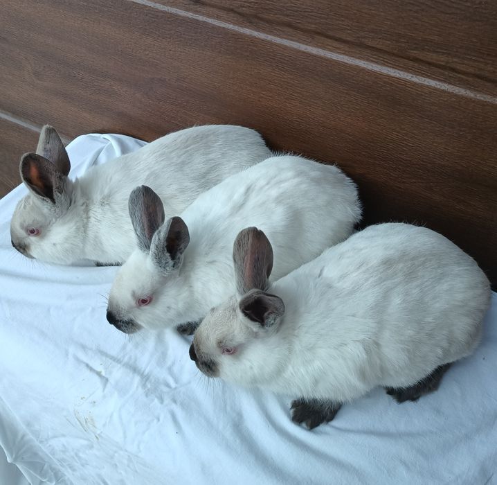 Kalifornijski Czarny Hawana Rodowód Samice