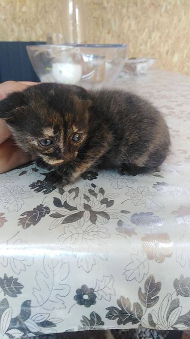 віддам кицю в добрі руки