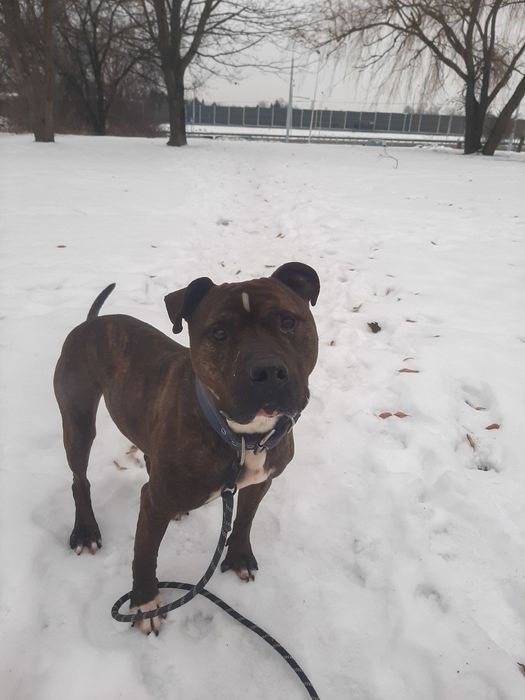 Zgrywusek szuka domu