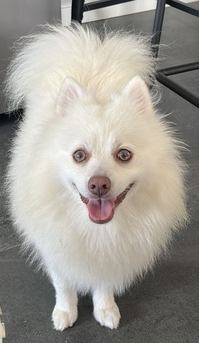 Spitz alemao macho procura namorada