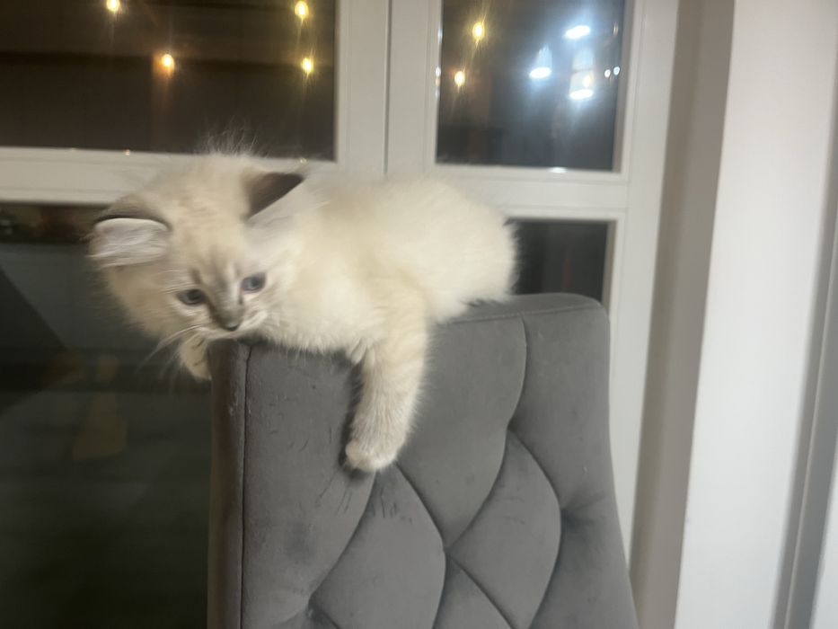 Kotka rasy Ragdoll seal miteed lynx