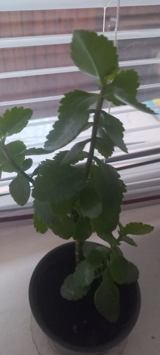 Вазони різні-лимон,традесканція,алоє,40грн