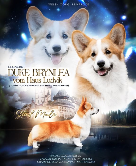 Вязка вельш корги пемброк