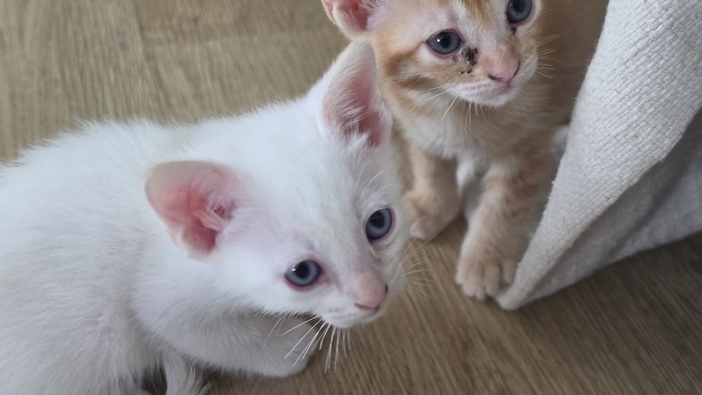 Gatinhos para dar