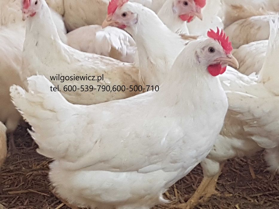 Kury nioski młode Tetra biała