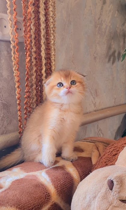 Золотая шиншилла мальчик