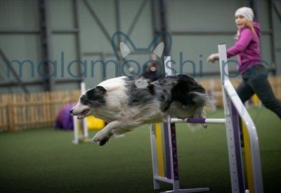 Бордер коллі  собаки