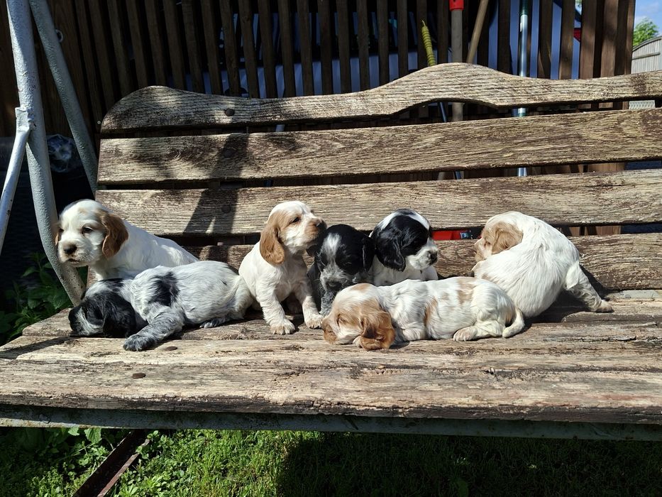 Cocker Spaniel   Angielski