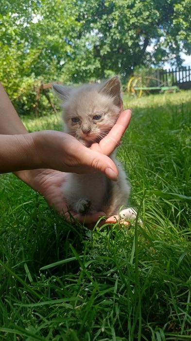 Віддам кошенят безкоштовно