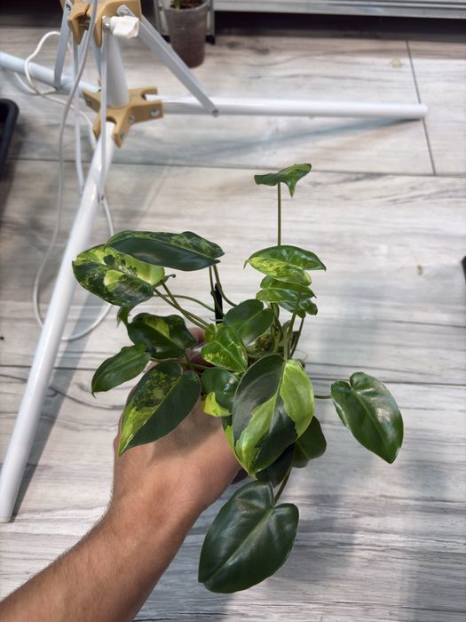 philodendron burle marx variegata