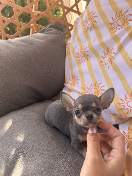 *GOTOWY DO ODBIORU*Niebieski samiec chihuahua