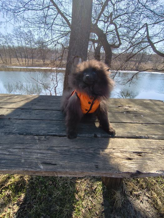 Хлопчик померанський шпіц 5 місяців.