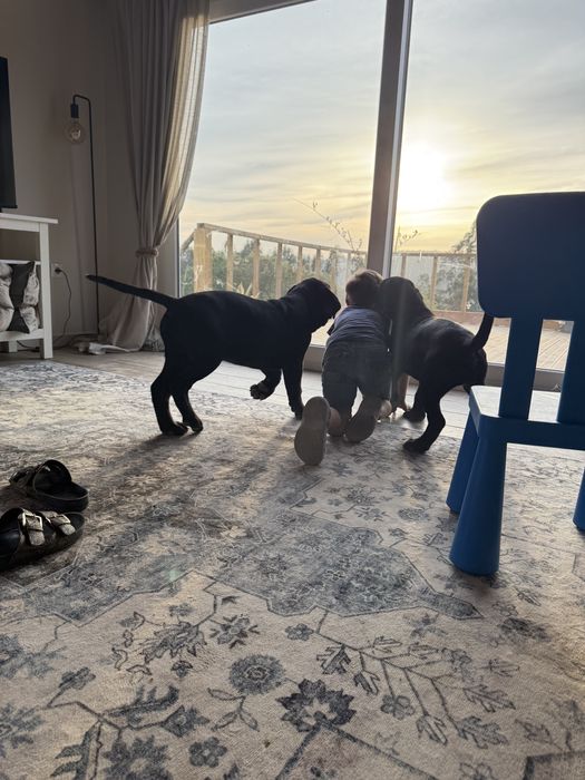 Cane Corso Italiano Cachorrinho Macho, 12 semanas