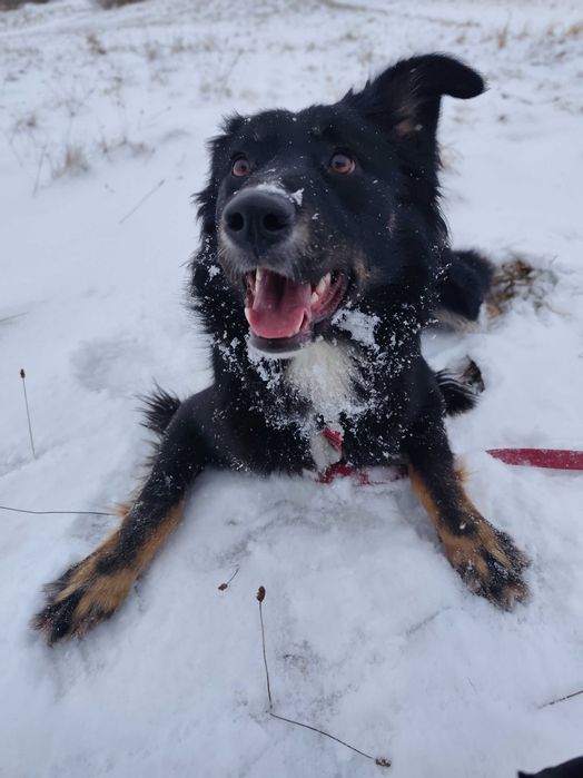 Misia duzy młody pies szuka domu