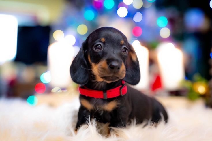 Чорно-підпалі такси — маленькі елегантні компаньйони