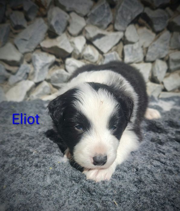 Border collie cudowny piesek przebadani rodzice do odbioru