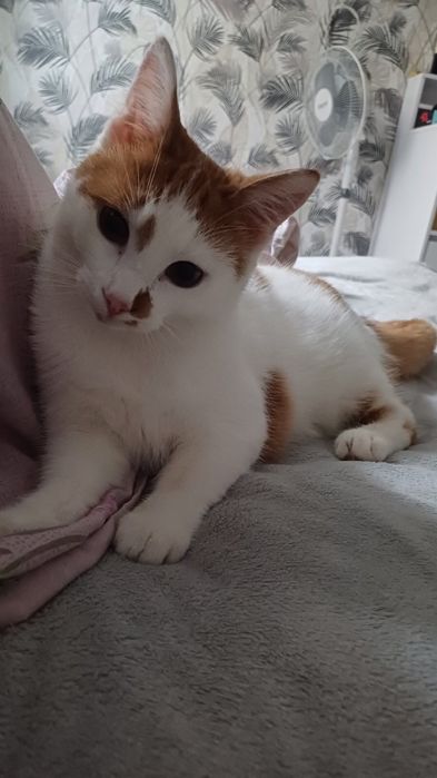 Котик кіт кошеня в добрі руки