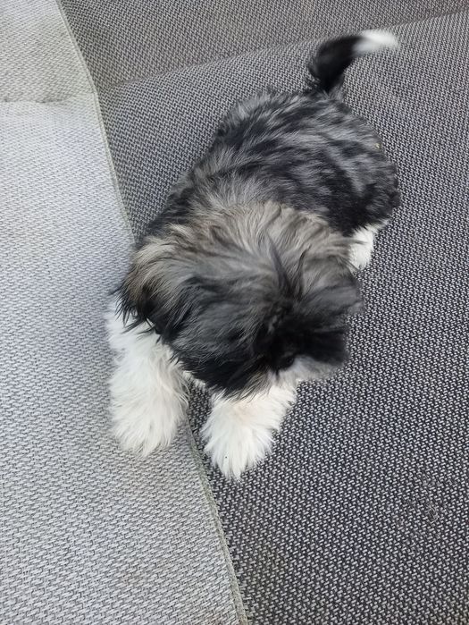 Shih tzu śliczny szczeniak