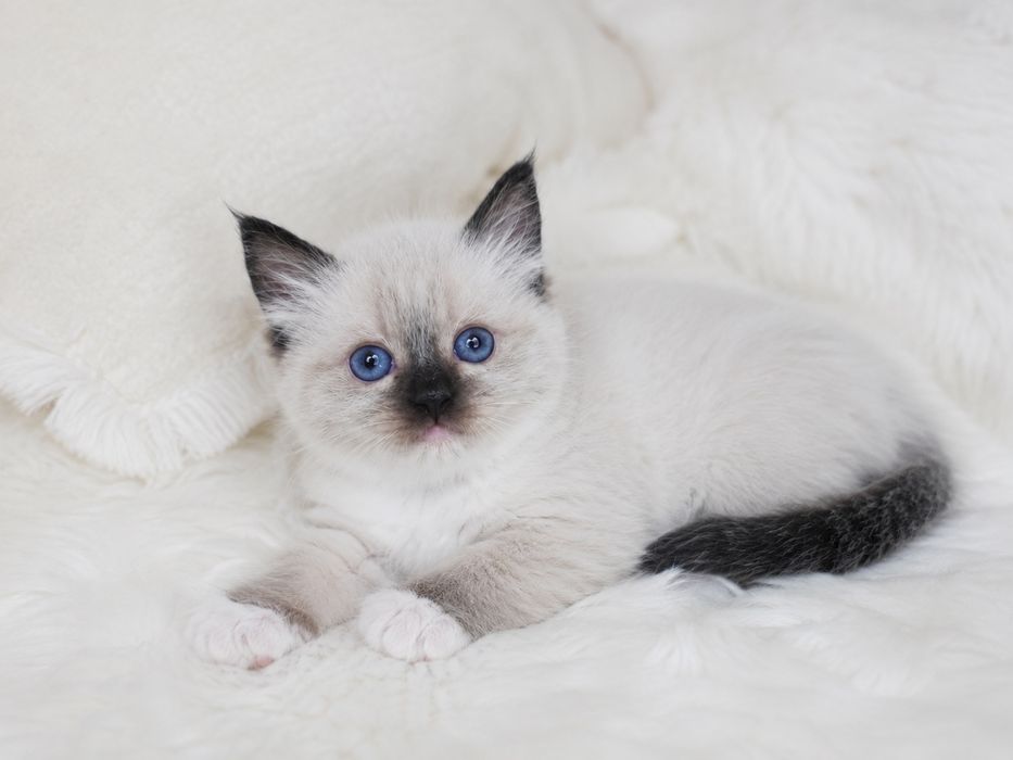 Ragdoll (Kocieta Ragdoll z rodowodem) gotowe do odbioru
