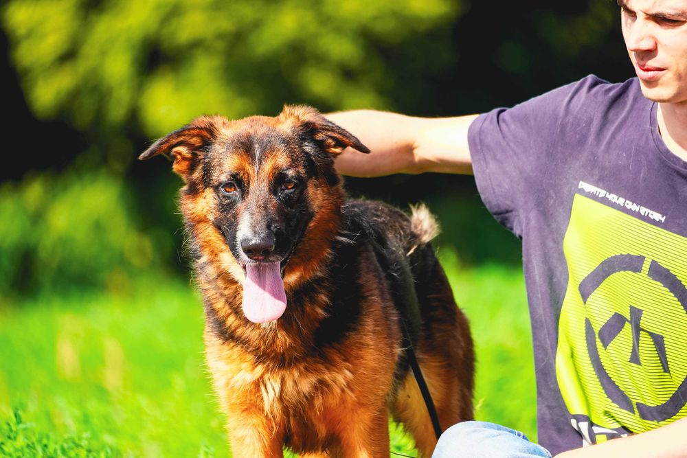 Bośnia - przepiękna sunia czeka na dom