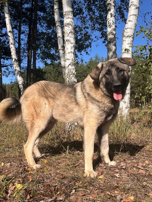 Piękny molos do adopcji