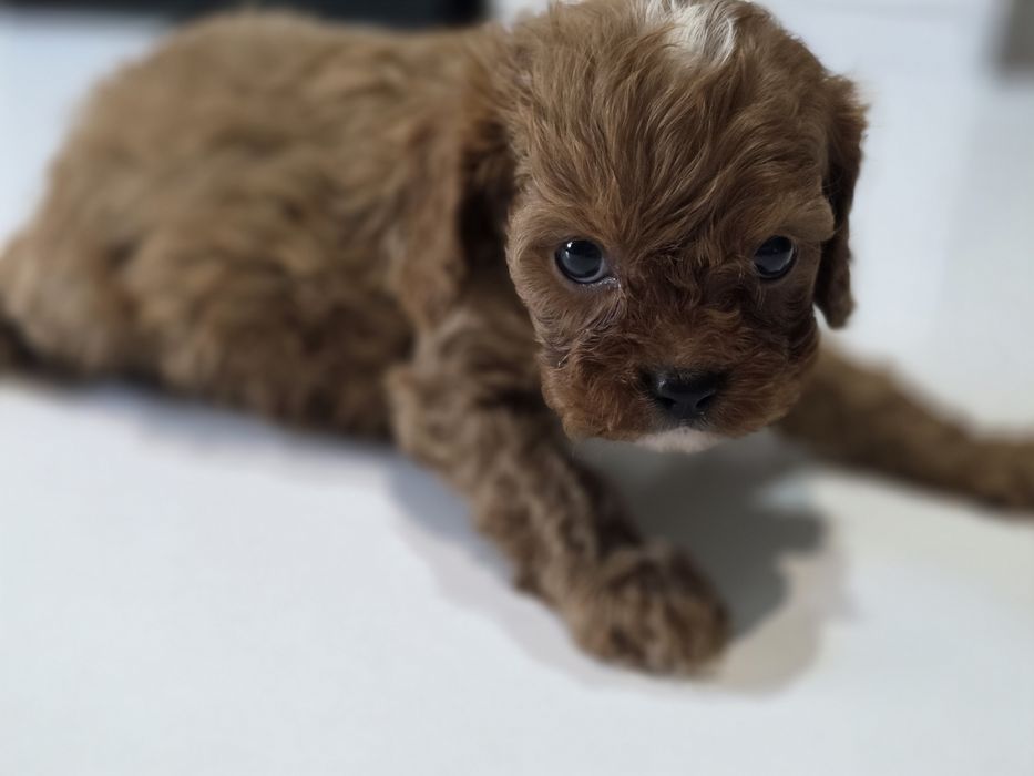 Cavapoo Samiec do odbioru badania genetyczne