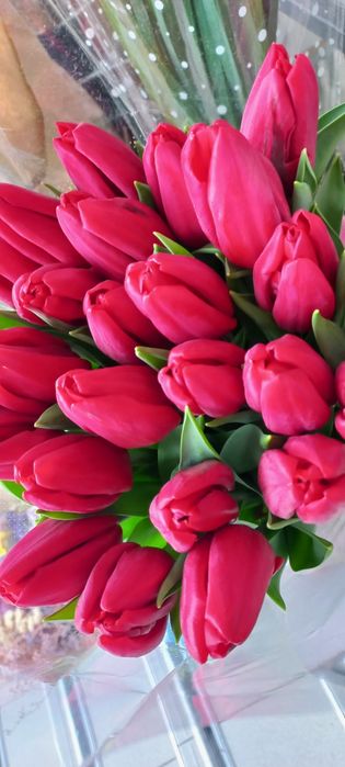 Тюльпан украинский ПРЕМИУМ Класса