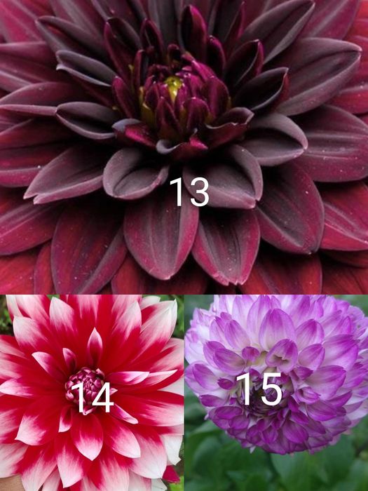 Продам жоржини квіти