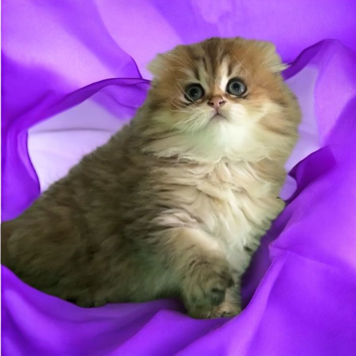 Чарівна дівчинка scottish fold