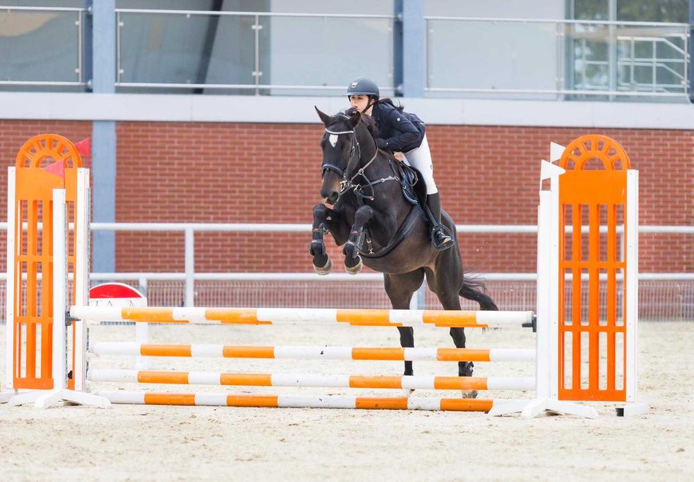 Piękna Klacz do sportu