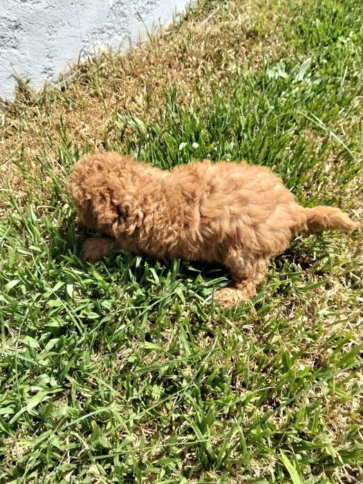 Fêmea caniche toy disponível para integrar