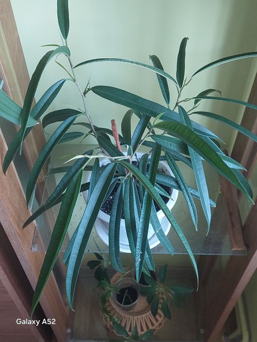 шефлера  фікус кауч