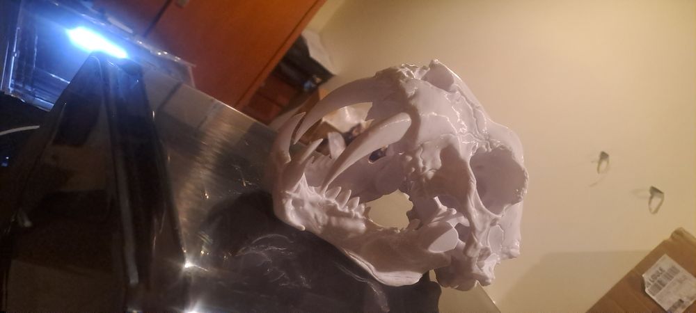 Replica em pla Craneo tigre dentes de sabre