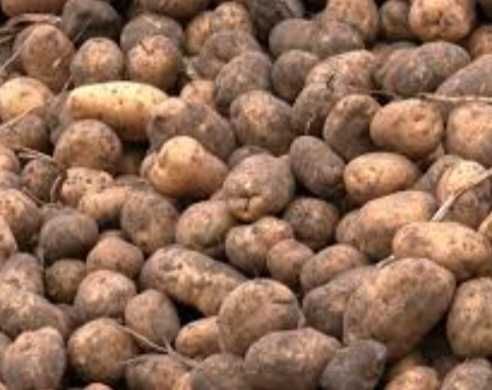 Продам картоплю .