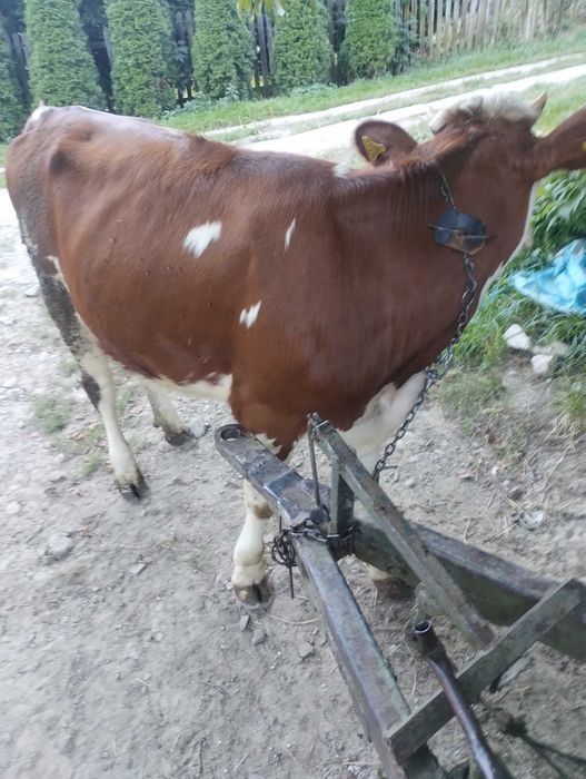 Sprzedam jałówkę